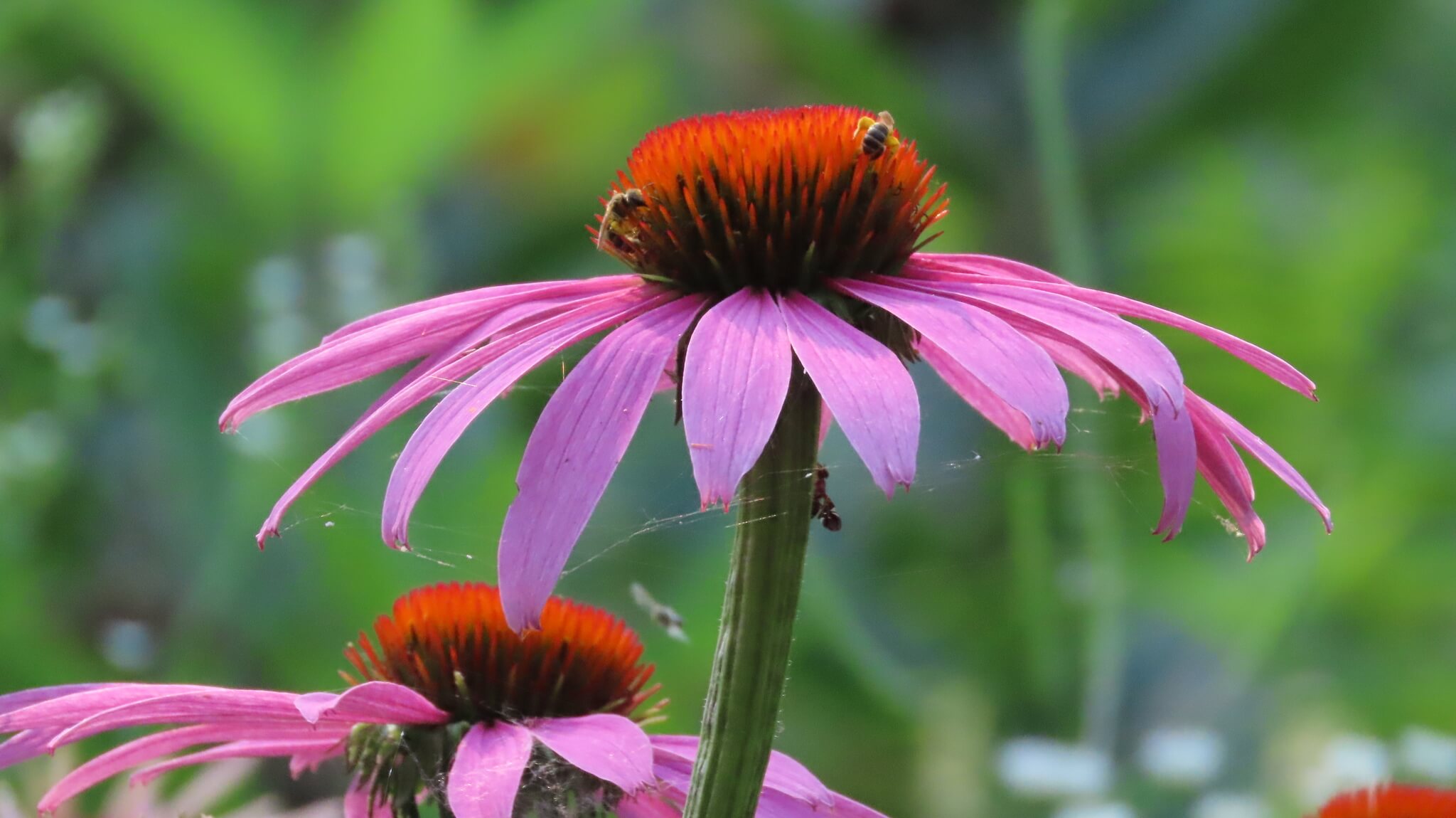 Echinacea purpurea